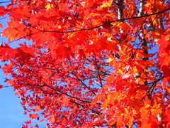 2008.11.19 昭和記念公園 