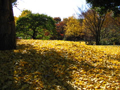 2008.11.19 昭和記念公園 