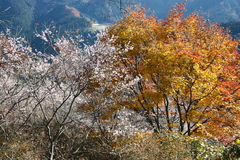 冬桜と紅葉