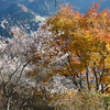 冬桜と紅葉