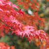 紅葉