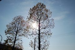 木