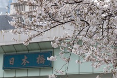 日本橋の桜