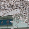 日本橋の桜