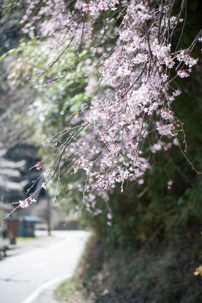 なに桜？２