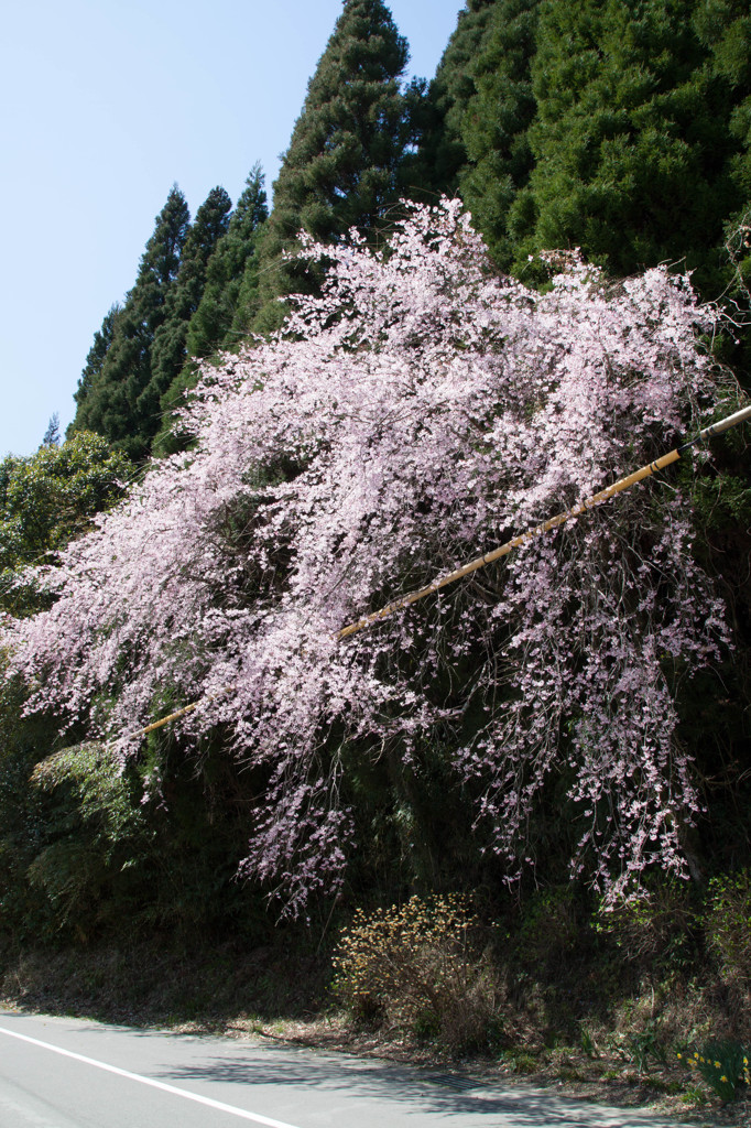 なに桜？