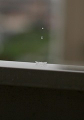 秋雨