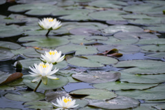 蓮華寺の睡蓮