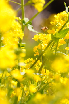 菜の花