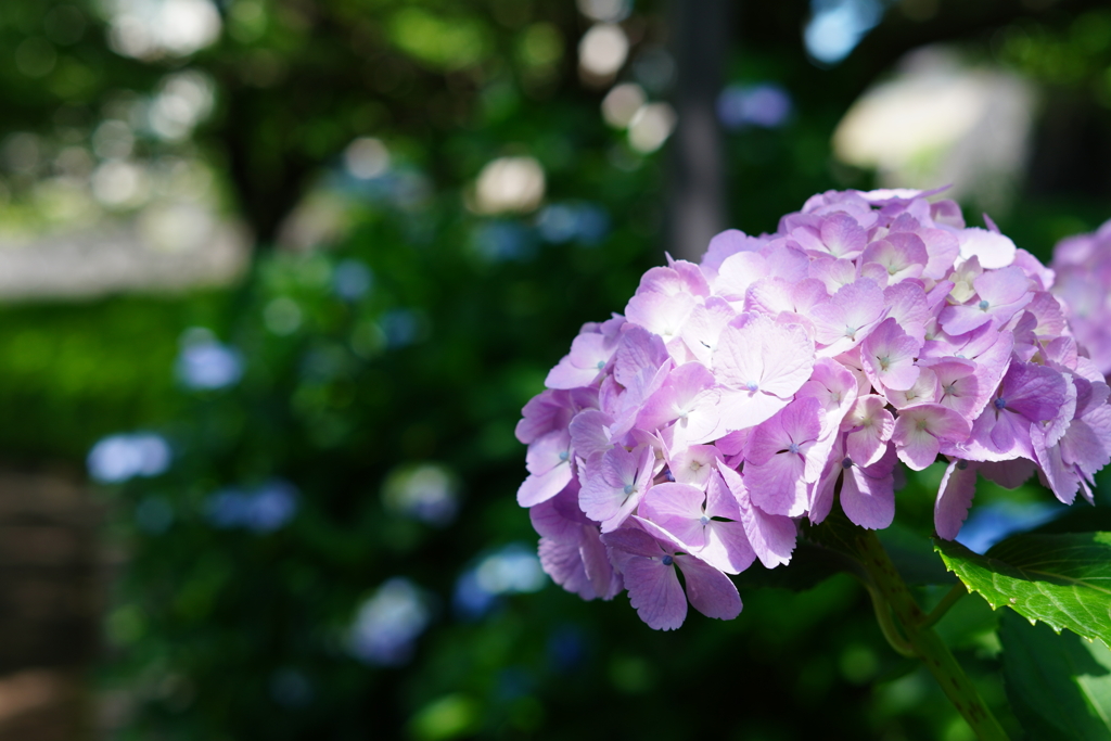 紫陽花2