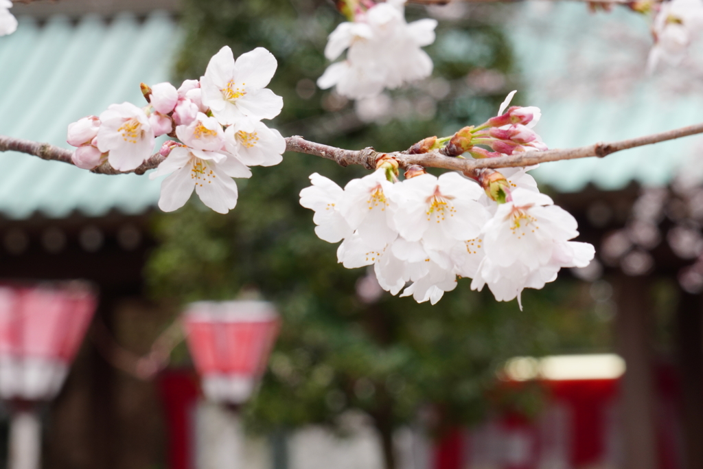 桜とぼんぼり