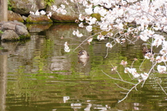 桜と鴨
