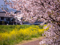 春の土手沿い