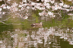 桜と鴨