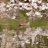 桜と鴨