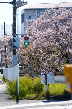 青信号