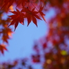紅葉　蔵出し