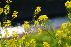 菜の花