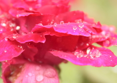 薔薇の水玉