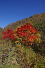 ここだけ　紅葉