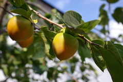 北海道の柿