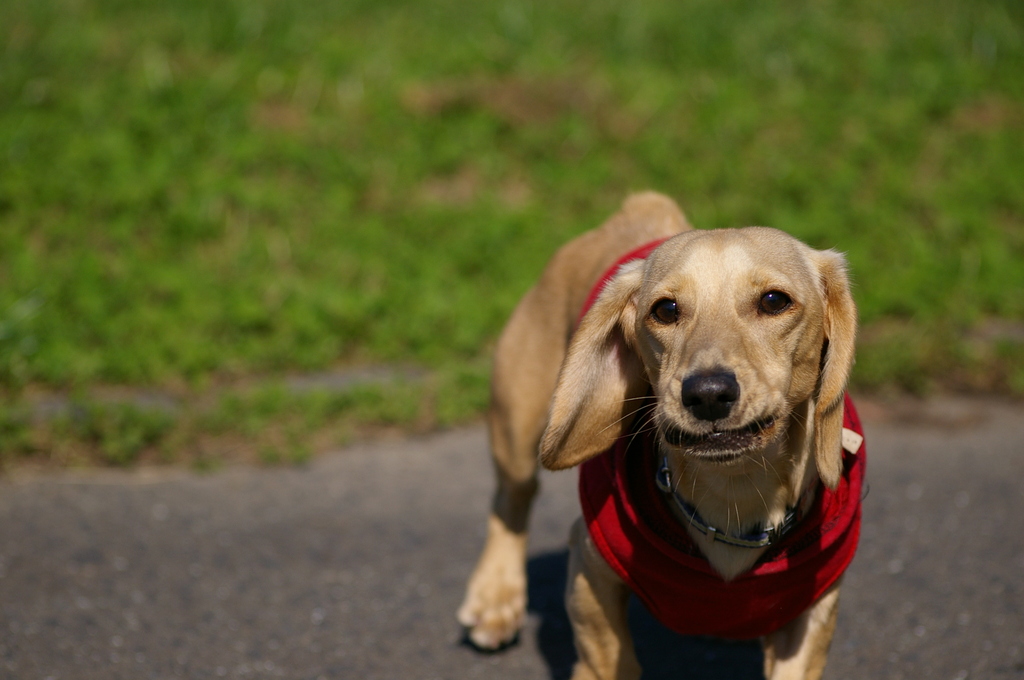 犬