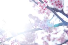 さくら、さいた。
