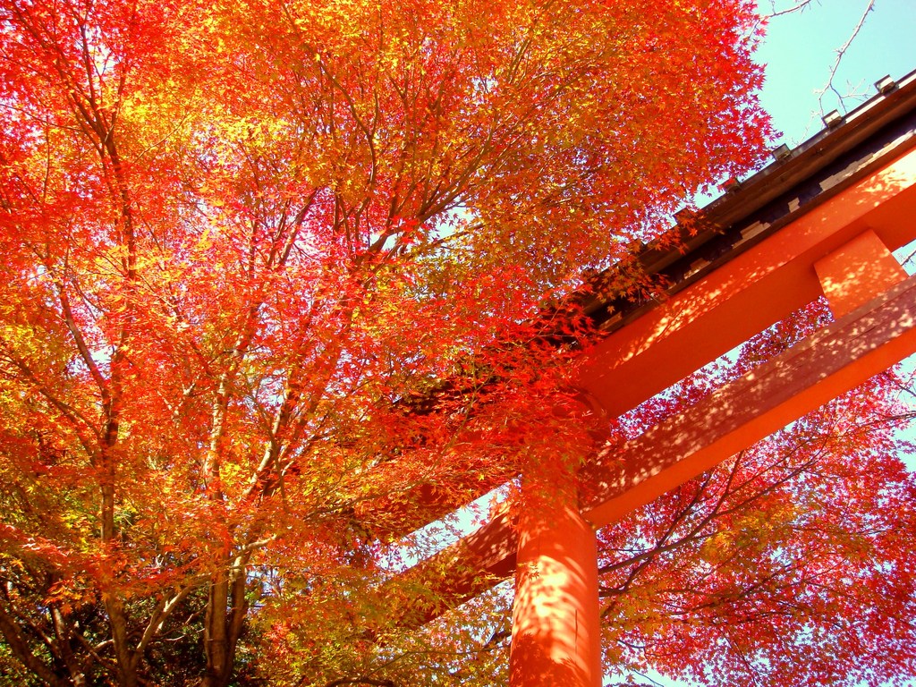 紅葉-ＭＯＭＩＪＩ