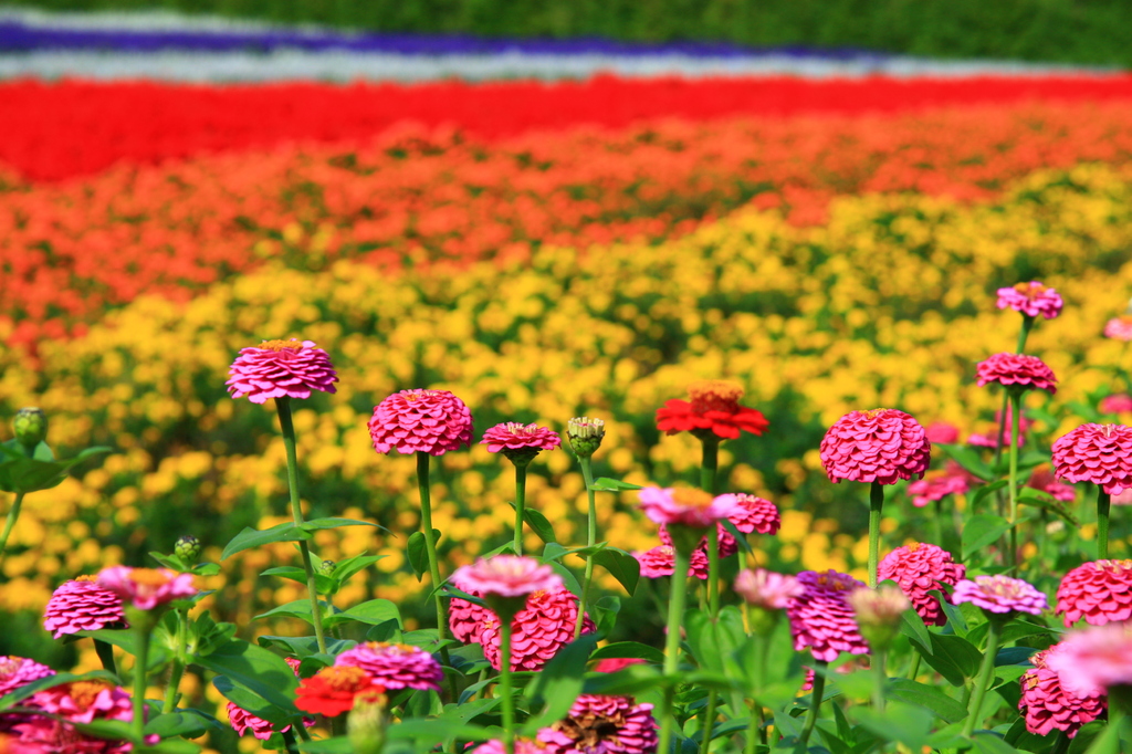 花のじゅうたん