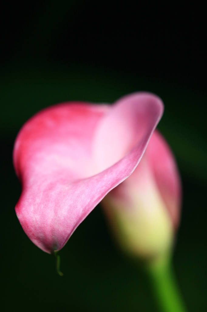 道端の花