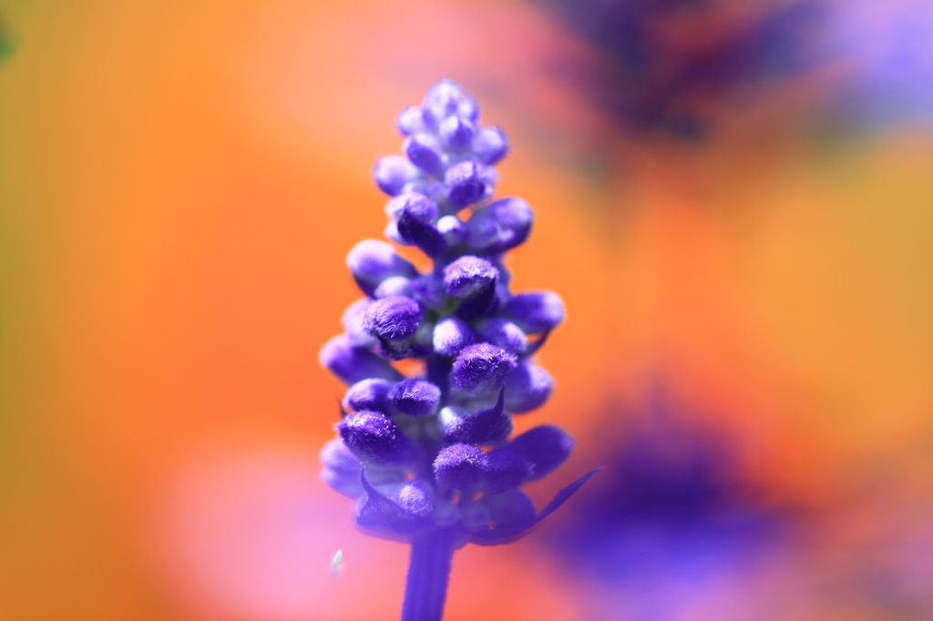紫花