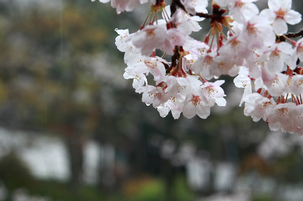 雨に打たれても・・・