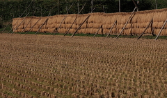 竿に並んだ稲