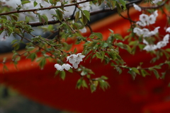 雨に震えて