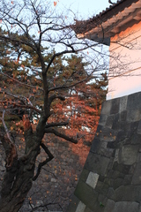 晩秋の江戸城