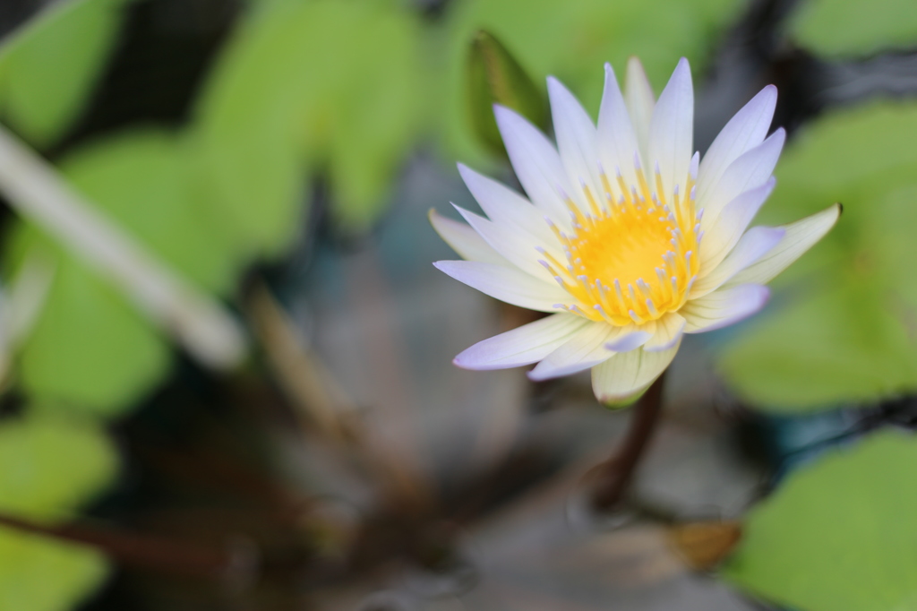 water lily