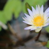 water lily