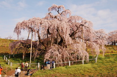 滝桜１