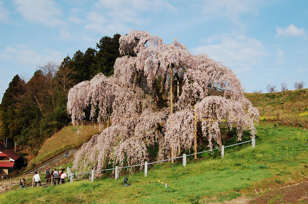 滝桜２