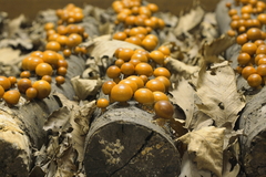 きのこ（模型）