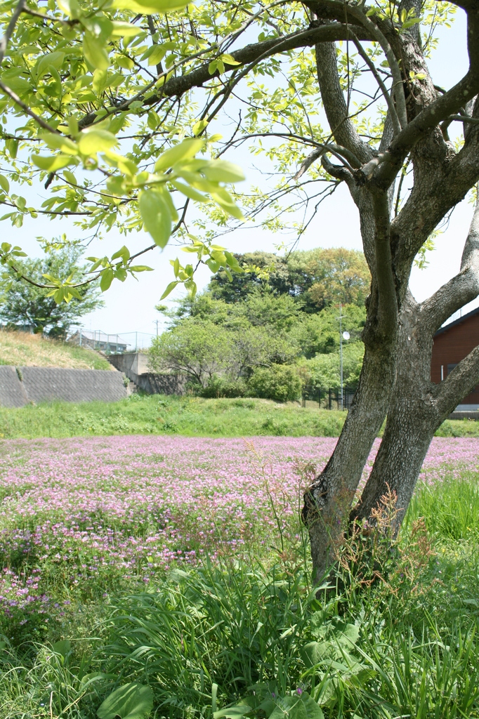 木陰