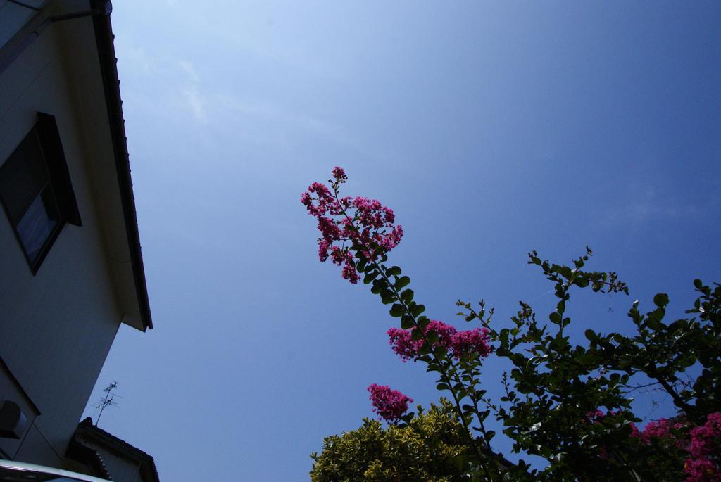 裏庭の夏
