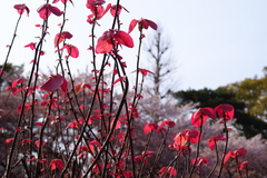 桜を分けて