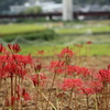 今年はおそい彼岸花