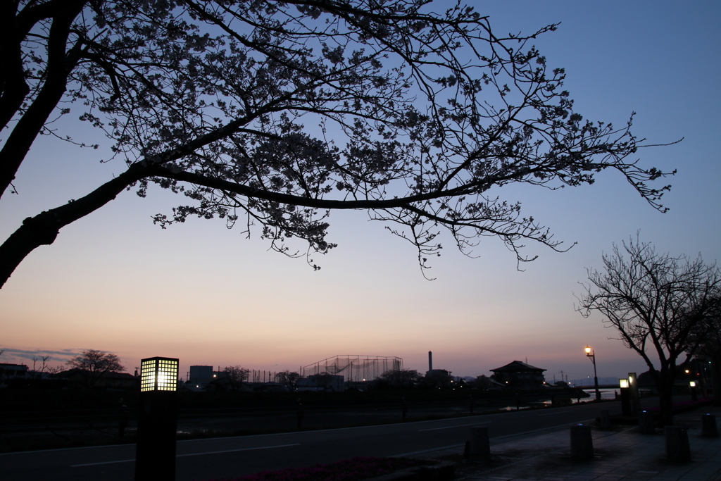夜桜