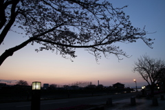夜桜