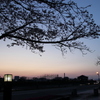 夜桜