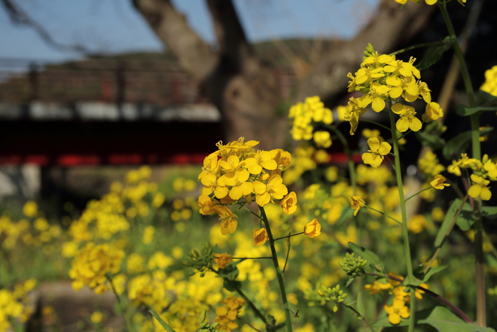菜の花