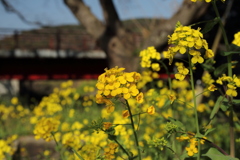 菜の花
