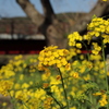 菜の花